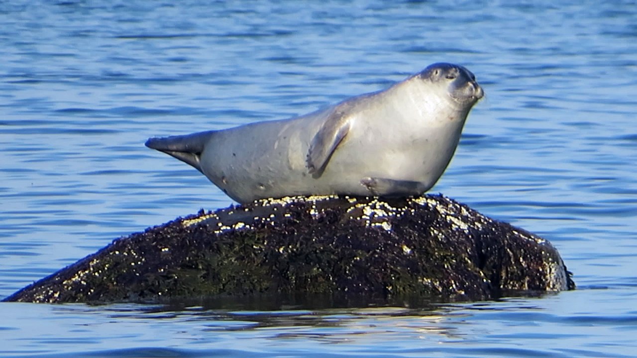 Phoque commun sur son rocher (Québec)