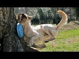 Funny Videos Of Funny Animals Behaving Like Humans 2016 [BEST OF]