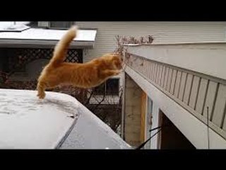 Funny Videos - Funny Cats - Funny Animals - Funny Dogs - Funny Cats Compilation