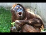 Funny animals compilation _ funny cats _ funny dogs _ animals fails _ funny videos