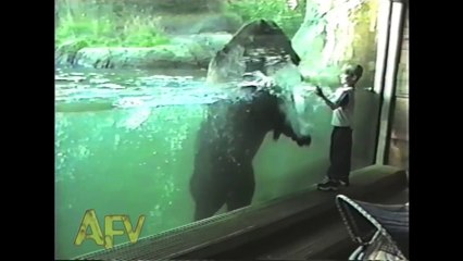 Funny Animal Videos - Over 13 Minutes Of Hilarious And Cute Animal Moments Part 2