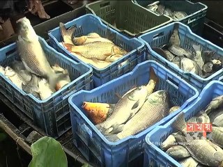 চাঁদপুর প্রকল্পে চাষ হচ্ছে নানা প্রজাতির মাছ