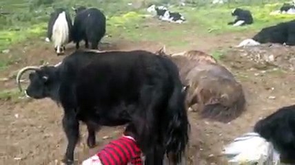 لگت بلتستان کے بچے من کے سچحے پہاڑی انداز میں ھھھھھھھھھا