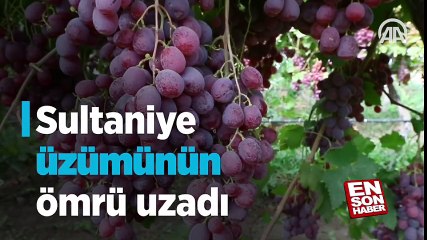 Sultaniye üzümünün ömrü uzadı