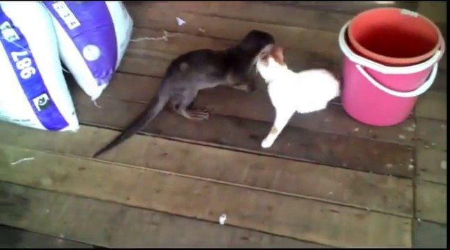 Un chaton et une loutre meilleurs potes jouent ensemble