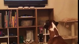 Buzz the Boxer Loving John Lewis Advert 2016