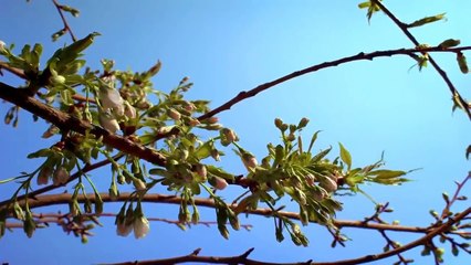 Omar Esa - One Ummah (ft. Abdullah Rolle) [No Music] Lyrics