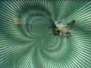 グリーン・ホーネット