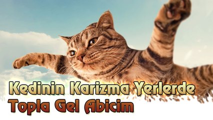 Kedinin Karizma Yerlerde Topla Gel Abicim