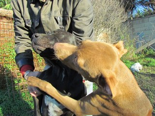 Vuoi fare la foto al cane? NO!