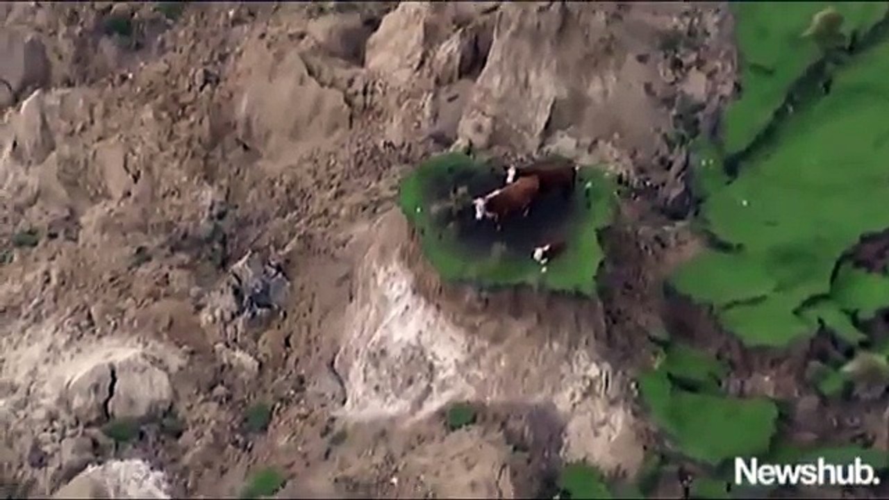 3 Cows Stranded After New Zealand Earthquake Are Rescued