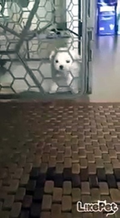 강아지 액체설?!!
