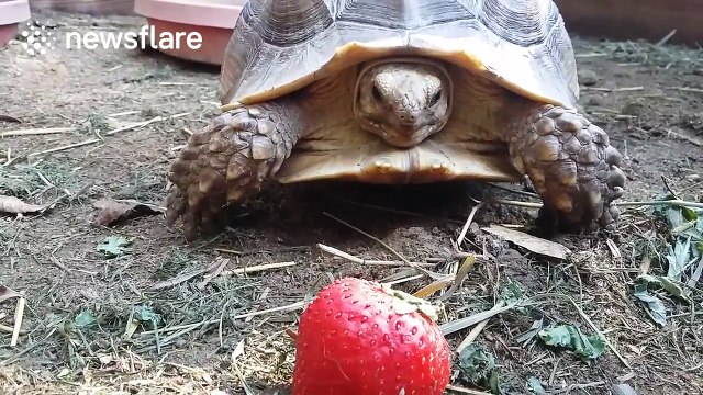 Cute pet tortoise struggles to eat strawberry