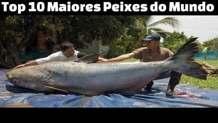 Top 10 Maiores Peixes do Mundo