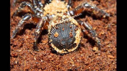 ATTENTION !!! ce n'est pas une piece c'est la Cyclocosmia l'arraignée la plus dangereuse du monde