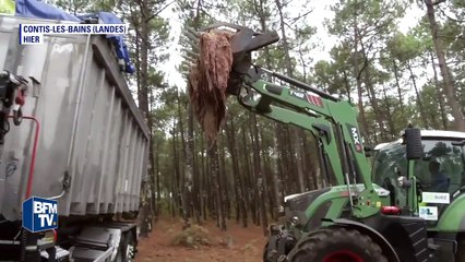 Échouage d’un rorqual à Lit-et-Mixe