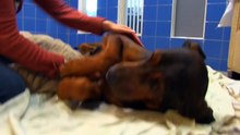 Enfermée et enchaînée depuis des années, cette chienne retrouvée dans un état piteux reprend goût à la vie