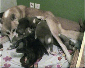 anzu et ses chiot 14 nov 2016