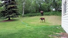 Ils voient deux élans dans leur jardin, mais quand l'homme ouvre les arroseurs, c'est vraiment magnifique !