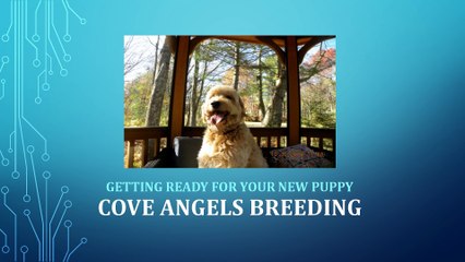 Cove Angels Breeding - Getting Ready for your New Puppy