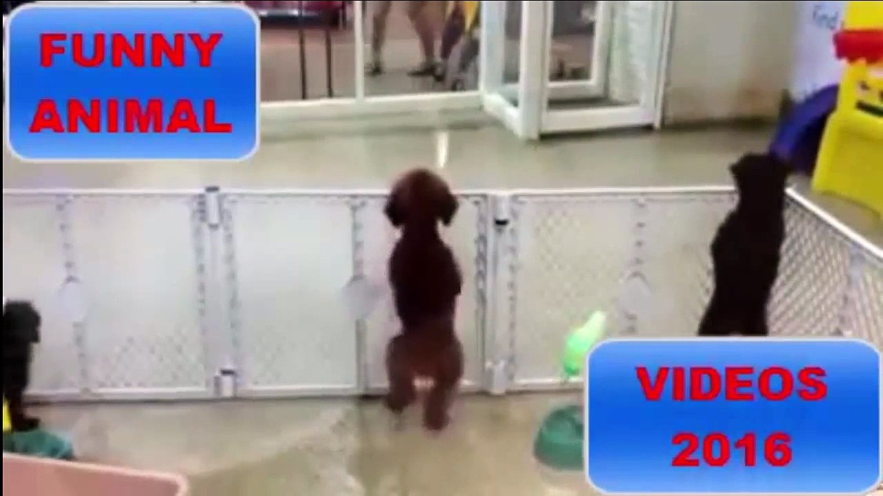dancing puppy 2016
