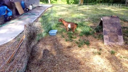 Funny Animal Fails- Just In Time For Election 2016 -