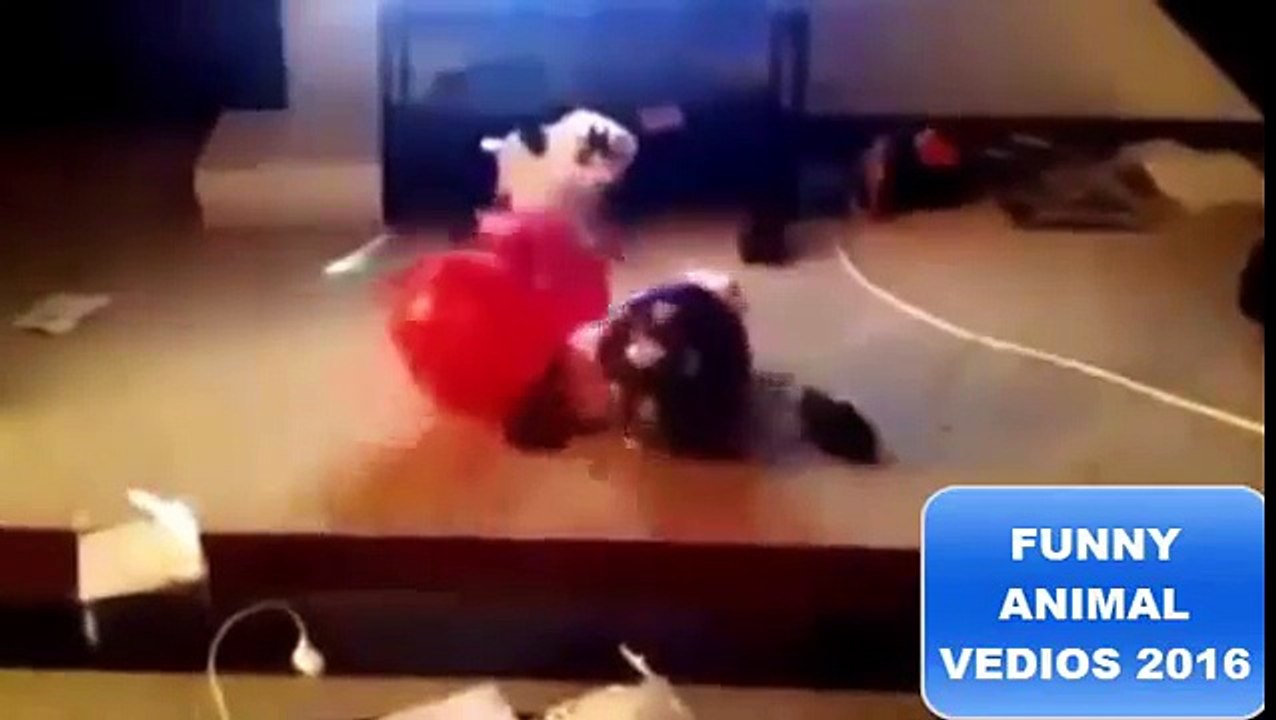 Funny And Crazy Cats Video