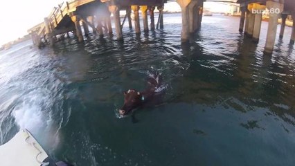 Cow Jumps Export Ship, Swims to Freedom In Wild Rescue