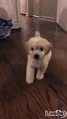 아기 리트리버가 꼬리를 살랑~살랑!