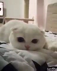 이쁜 냥이 모찌!