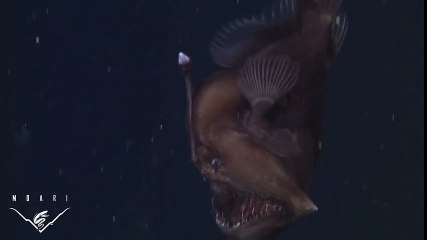 Siyah Deniz Şeytanı İlk Defa Görüntülendi