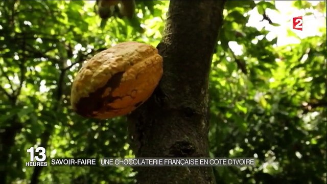 Côte d'Ivoire : la première chocolaterie installée par un groupe français