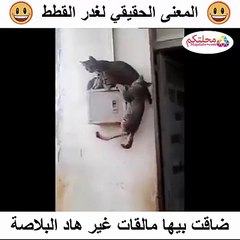 المعنى الحقيقي لغدر القطط