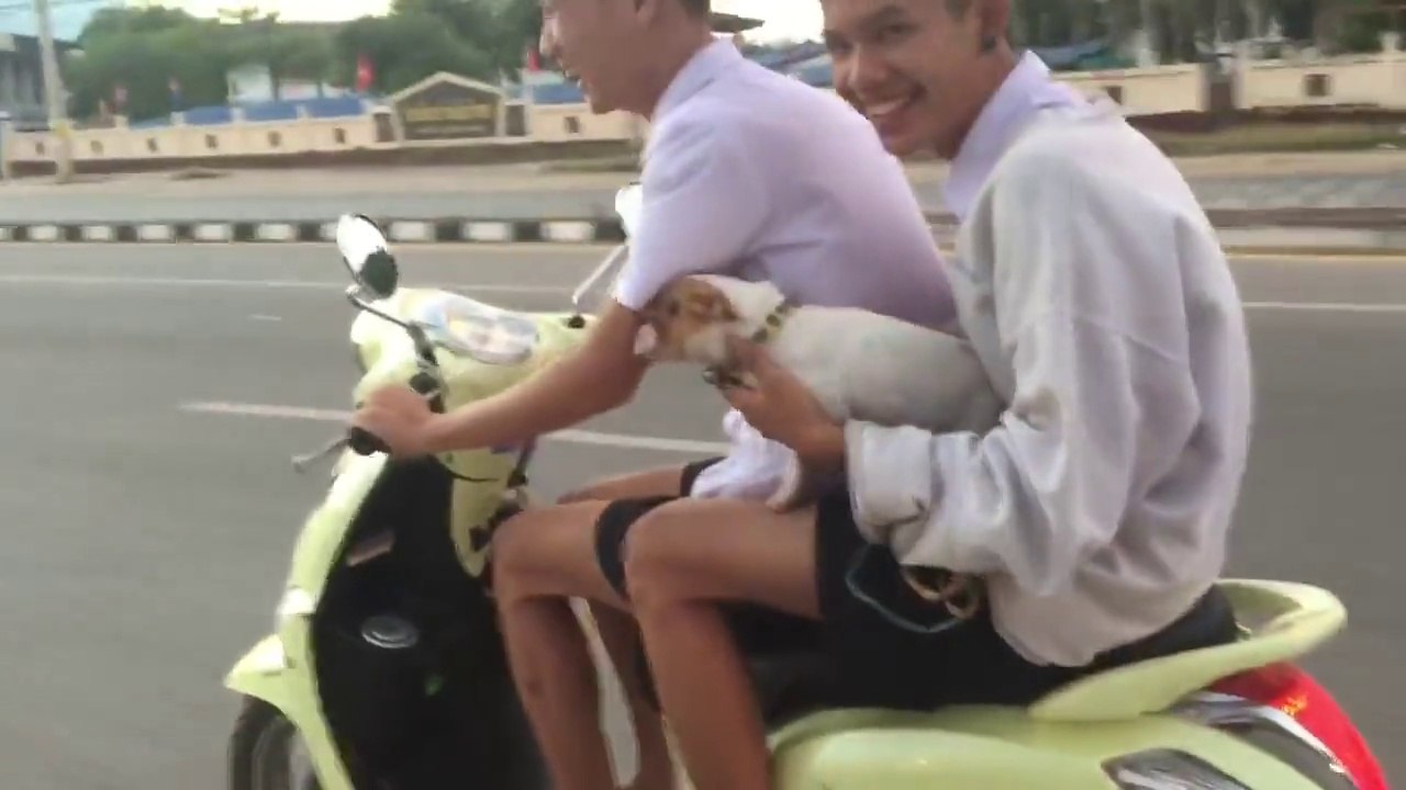 La drôle de réaction de ce petit chien en scooter