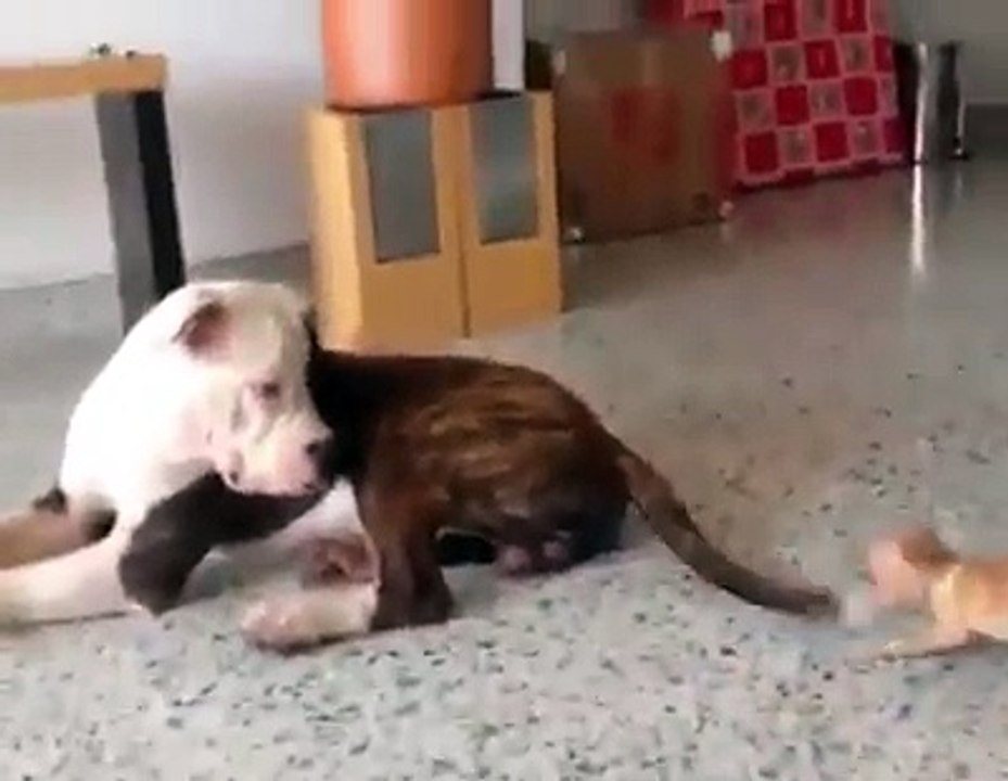 Laugh with this little dog - اضحك مع هذا الكلب الصغير