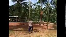 monkey coconut harvesting