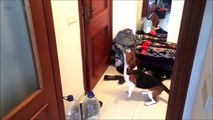 BEAGLES ARE AWESOME ★ 17 HILARIOUS Beagles For You to Enjoy [Funny Pets]