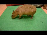 Capybara Practically Vacuums Delicious Treats