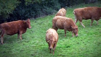 The Private Life Of Cows - Real Stories Documentary