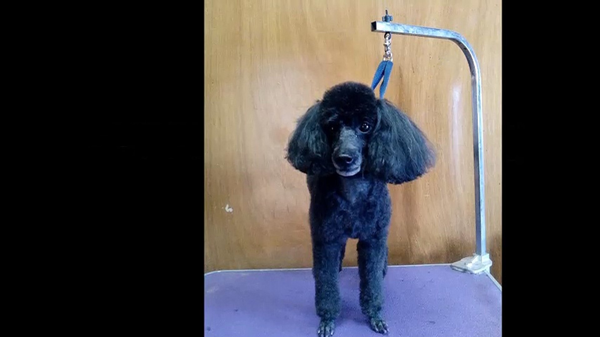 ⁣Puppy Cuts Grooming - (940) 205-4294