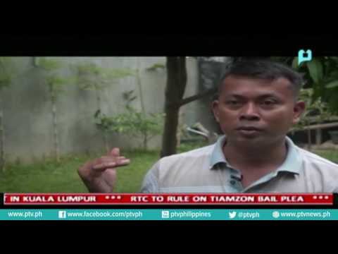 [PTVNews] Orangutans become refugees from deforestation, poaching