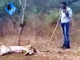 A man is seen annoying a rare and unique video of asiatic lion in the gir forest of gujarat.