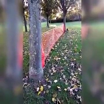 Promener son chien sans sortir de chez soi ? C'est possible !