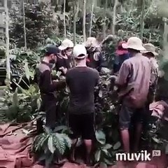 Mùa thu hoạch của các thanh niên Tây Nguyên