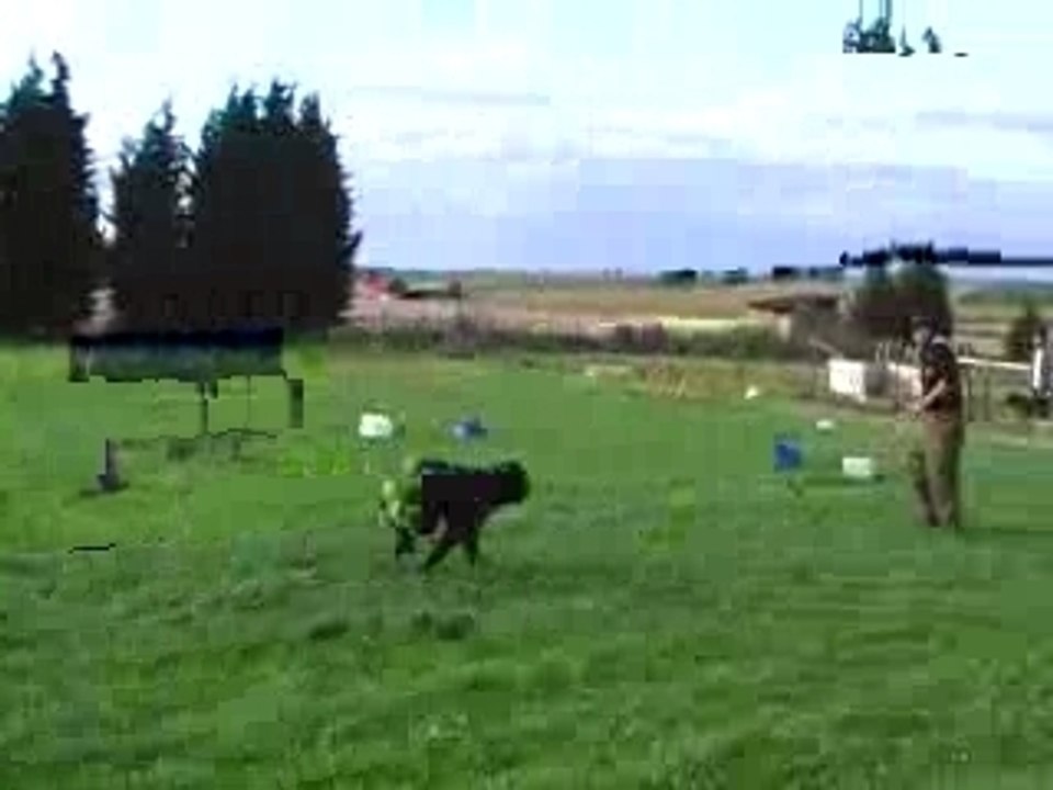 Bouvier des Flandres : Fausth de la Genesis