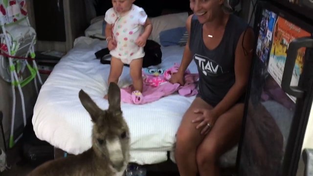 Une femelle kangourou s'incruste dans la caravane d'une famille et refuse d'y sortir. Regardez !