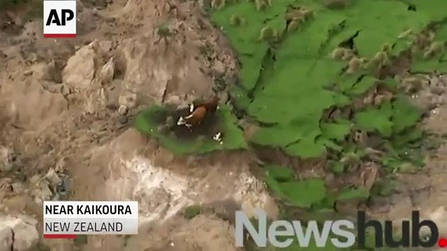 Raw: New Zealand Earthquake Strands Cows