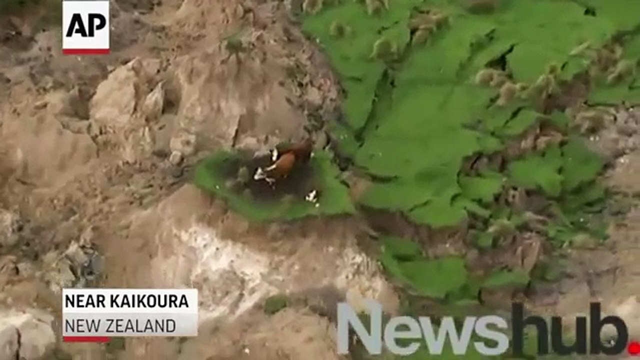 Raw: New Zealand Earthquake Strands Cows