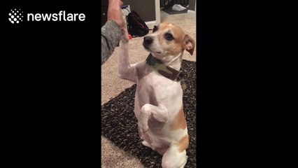Dog actually takes part in mannequin challenge
