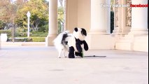 Chó panda thu hút 36 triệu lượt xem